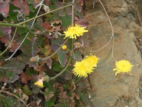 Image de Sonchus gummifer Link