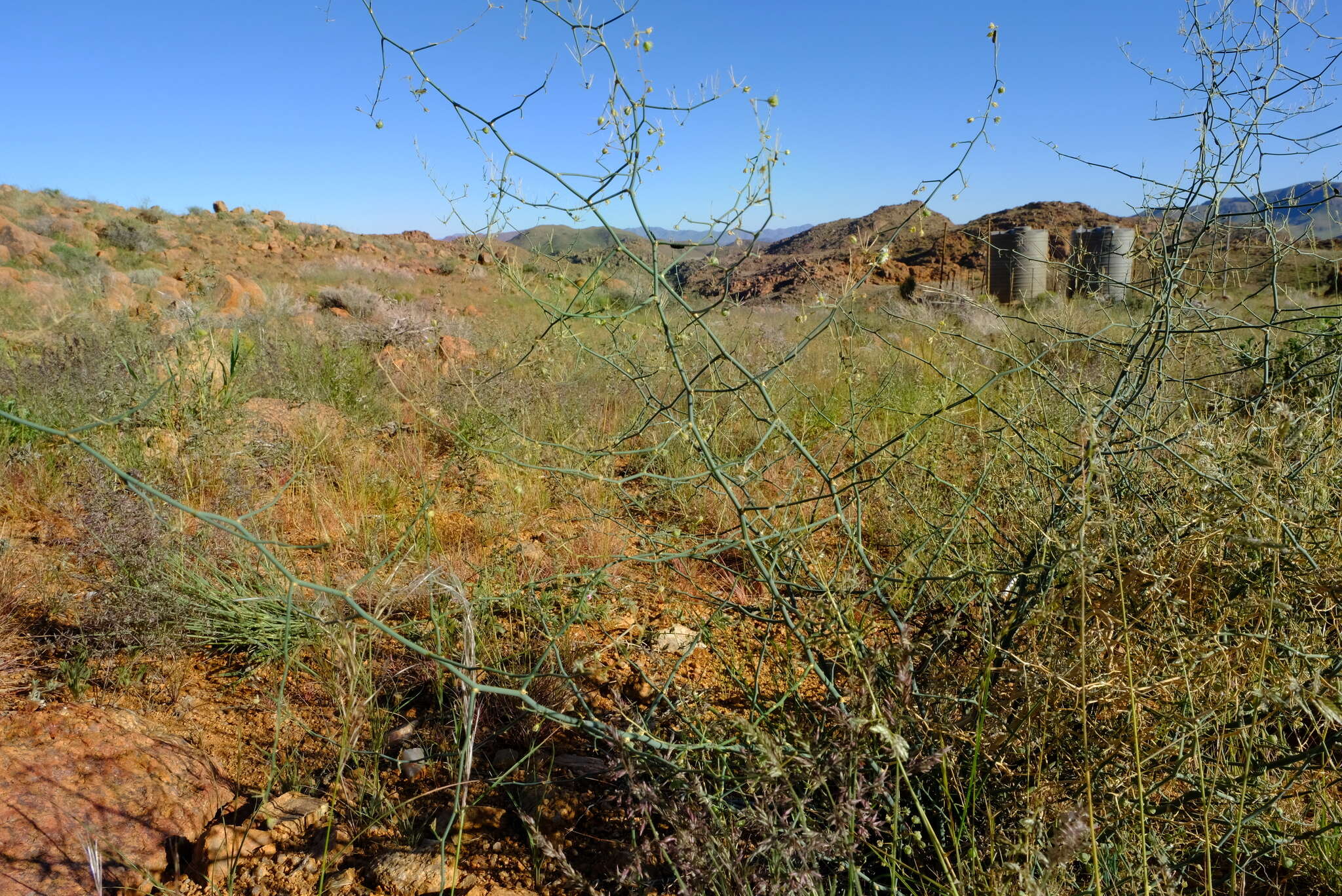 Image of Asparagus pearsonii Kies