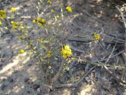 Imagem de Marasmodes fasciculata S. Ortiz