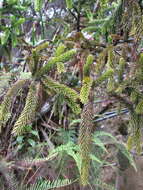 Image of Dacrydium gibbsiae Stapf