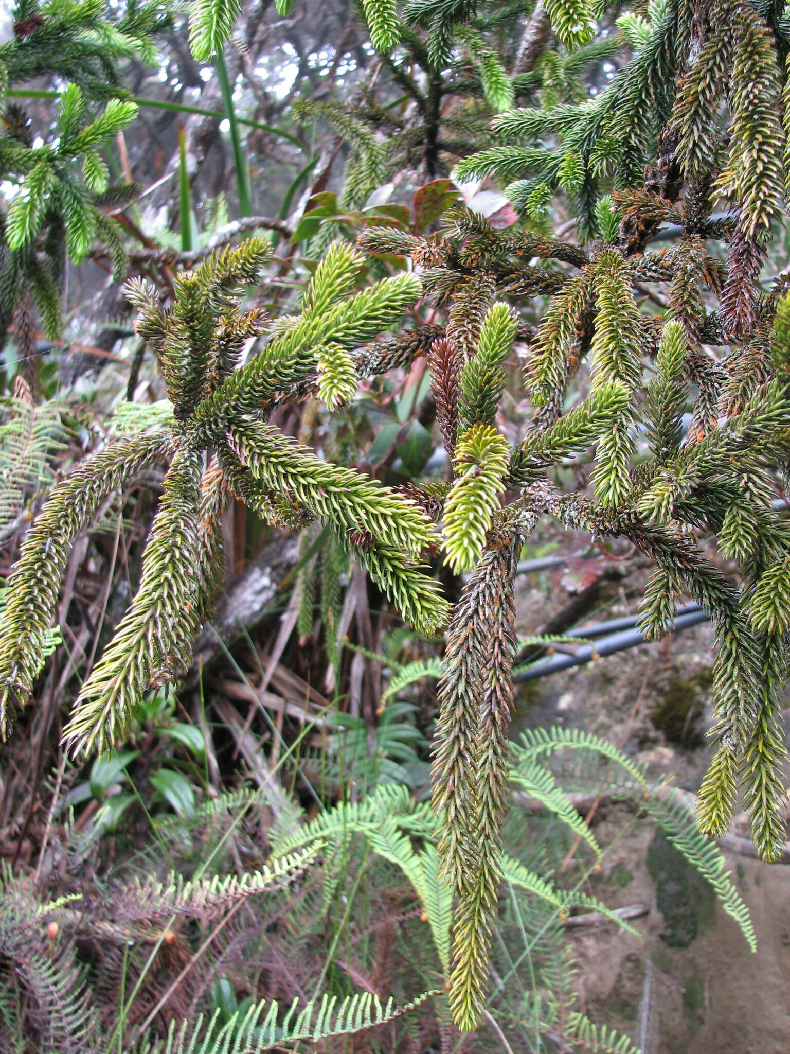 Image of Dacrydium gibbsiae Stapf