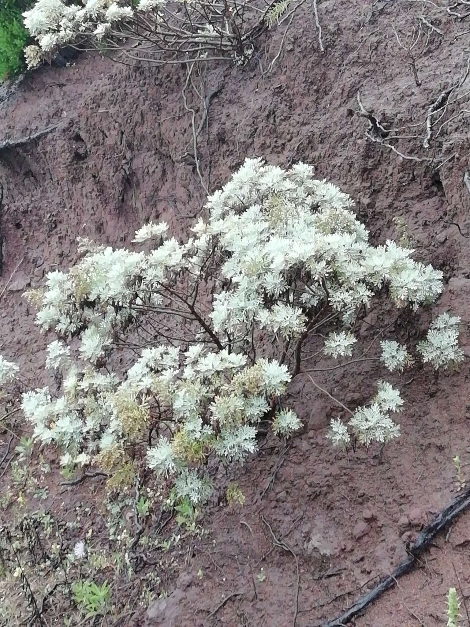 Image of Artemisia thuscula Cav.