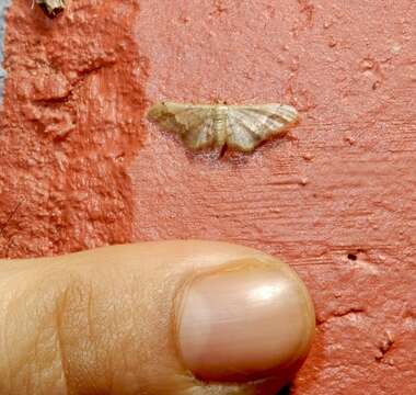 Image of Idaea violacea Hampson 1891