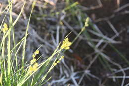 Image of Hudson Bay sedge