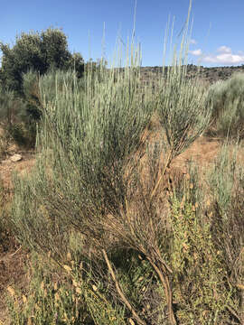 Image of white spanishbroom