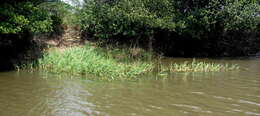 Image of Antelope Grass