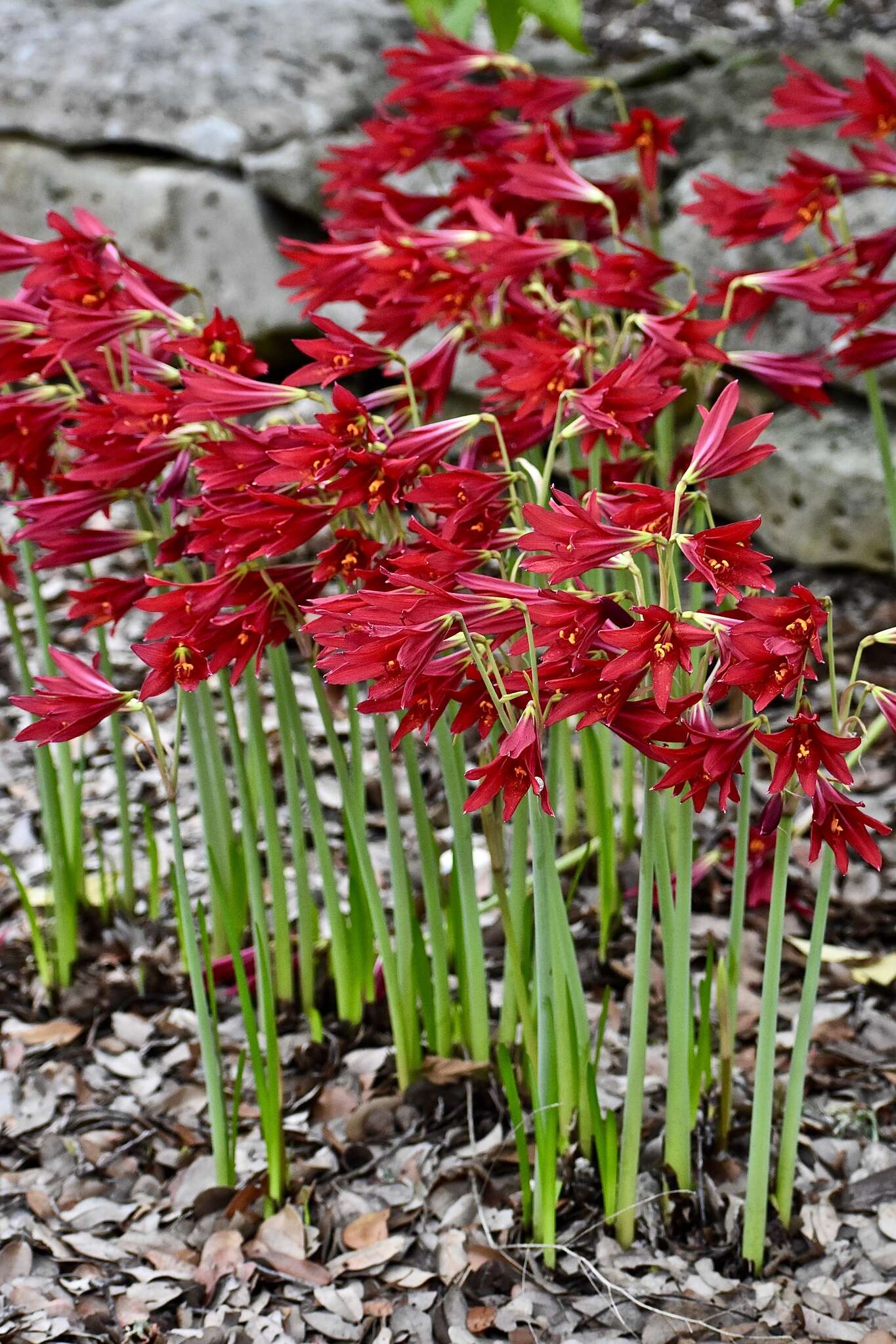 Imagem de Zephyranthes bifida