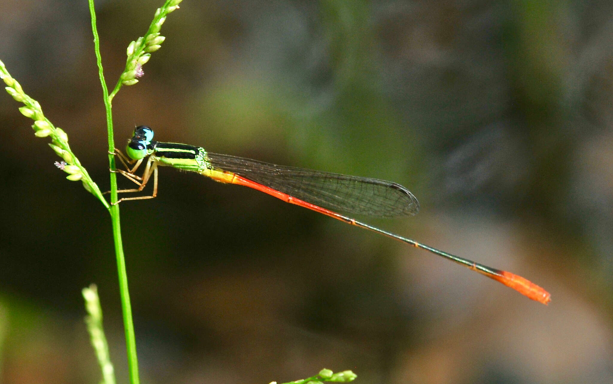 Image of Leptobasis vacillans Hagen ex Selys 1877