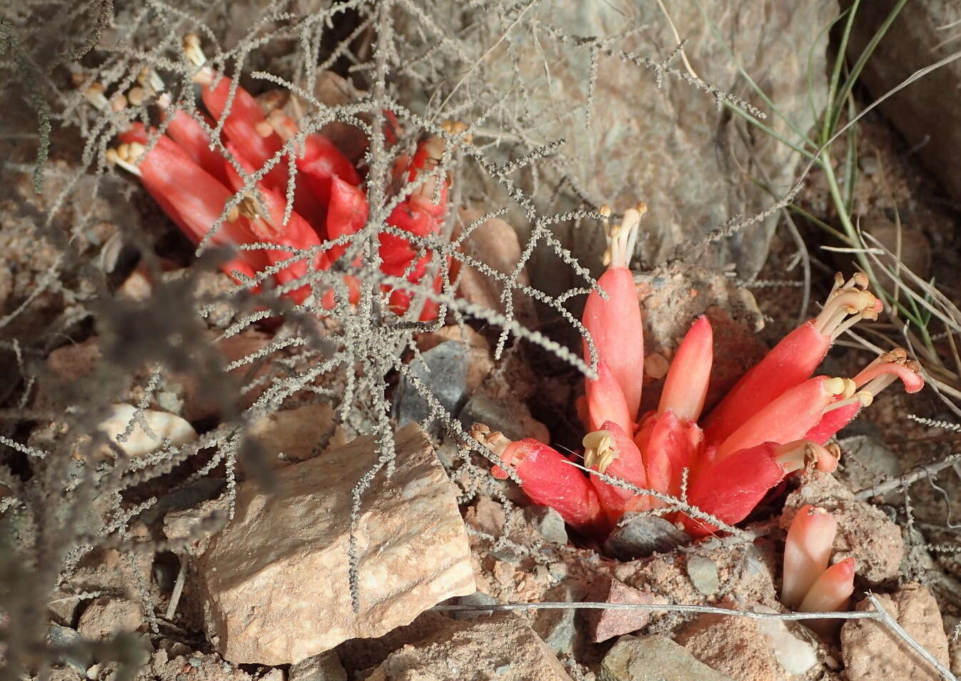 Image of Hyobanche glabrata Hiern