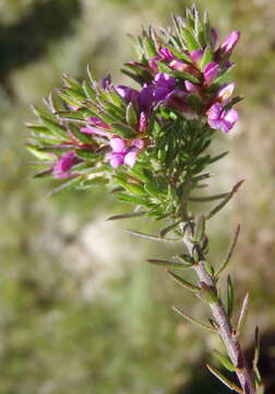 Image of Muraltia knysnaensis Levyns