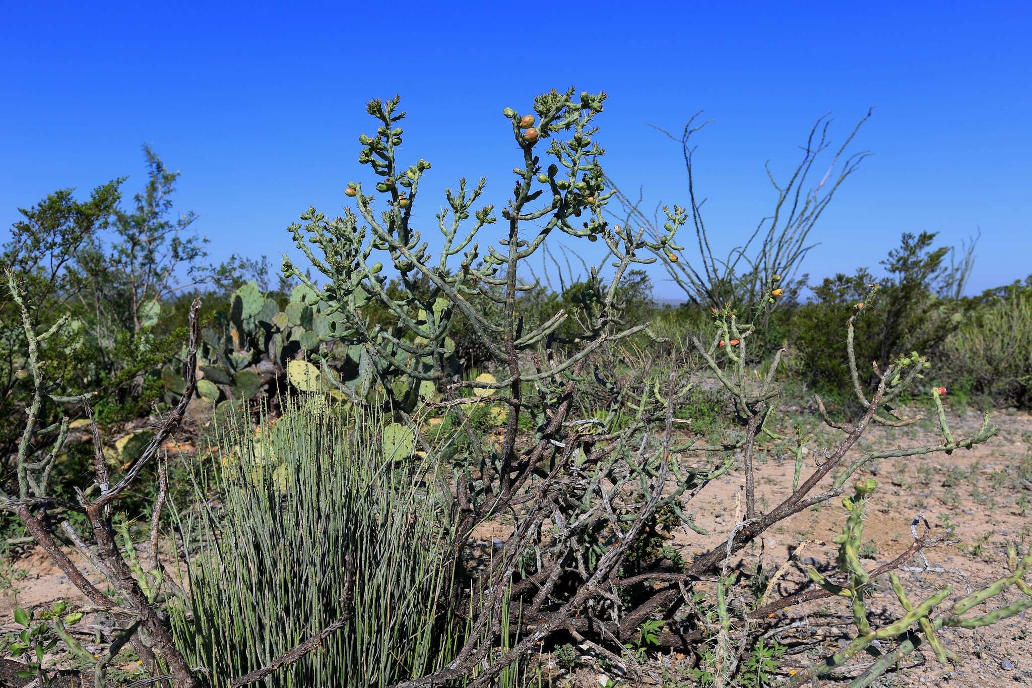 Image de Cylindropuntia kleiniae (DC.) F. M. Knuth