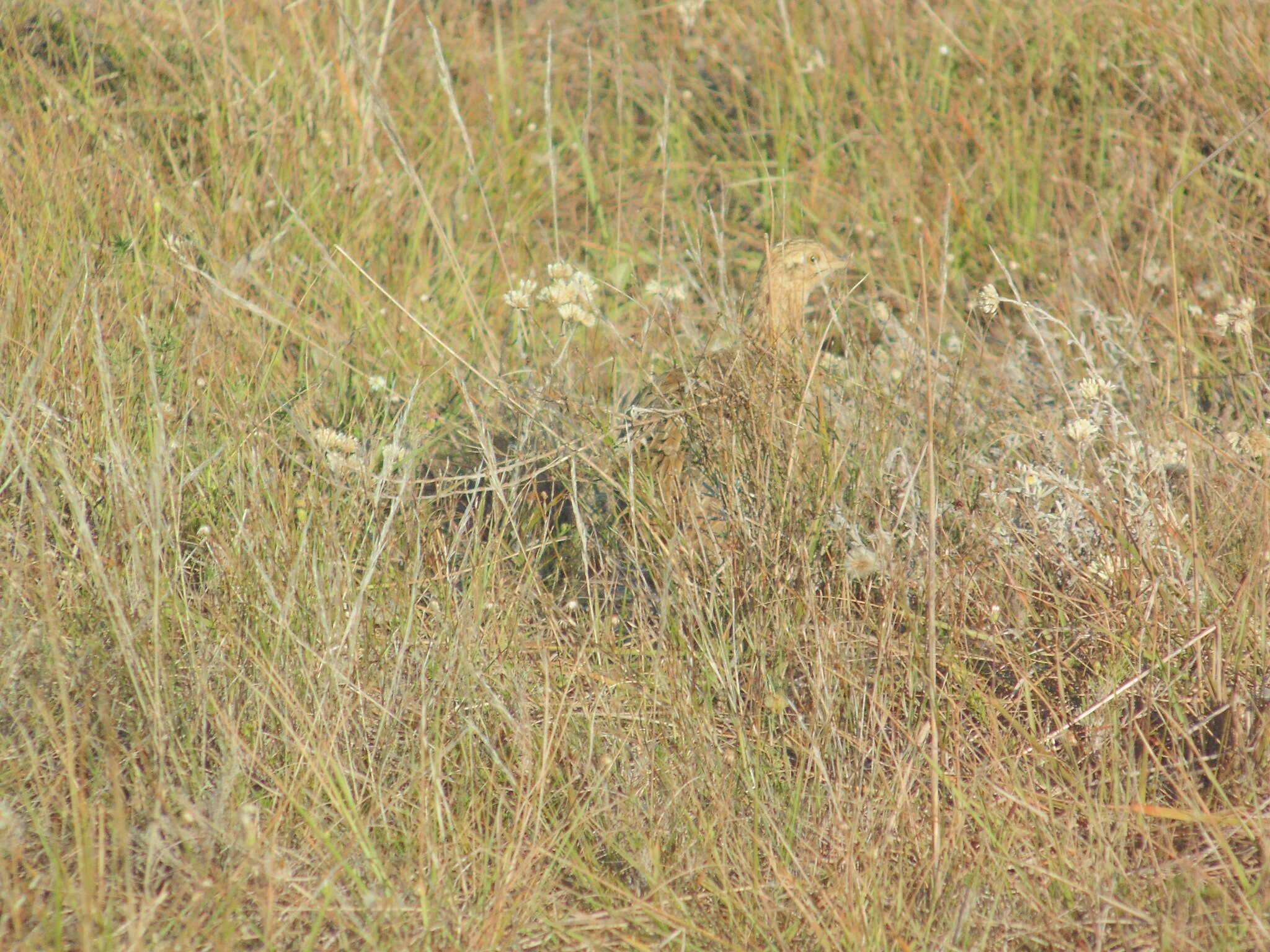 Image of Spotted Nothura