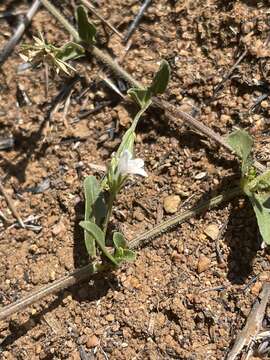 Image of Justicia anagalloides (Nees) T. Anders.