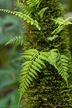 Asplenium auritum Sw.的圖片