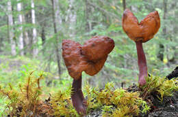 Imagem de Gyromitra ambigua (P. Karst.) Harmaja 1969