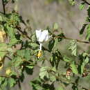 Image of Hibiscus flavifolius Ulbrich