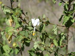 Image of Hibiscus flavifolius Ulbrich