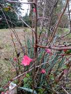 Chaenomeles speciosa (Sweet) Nakai的圖片