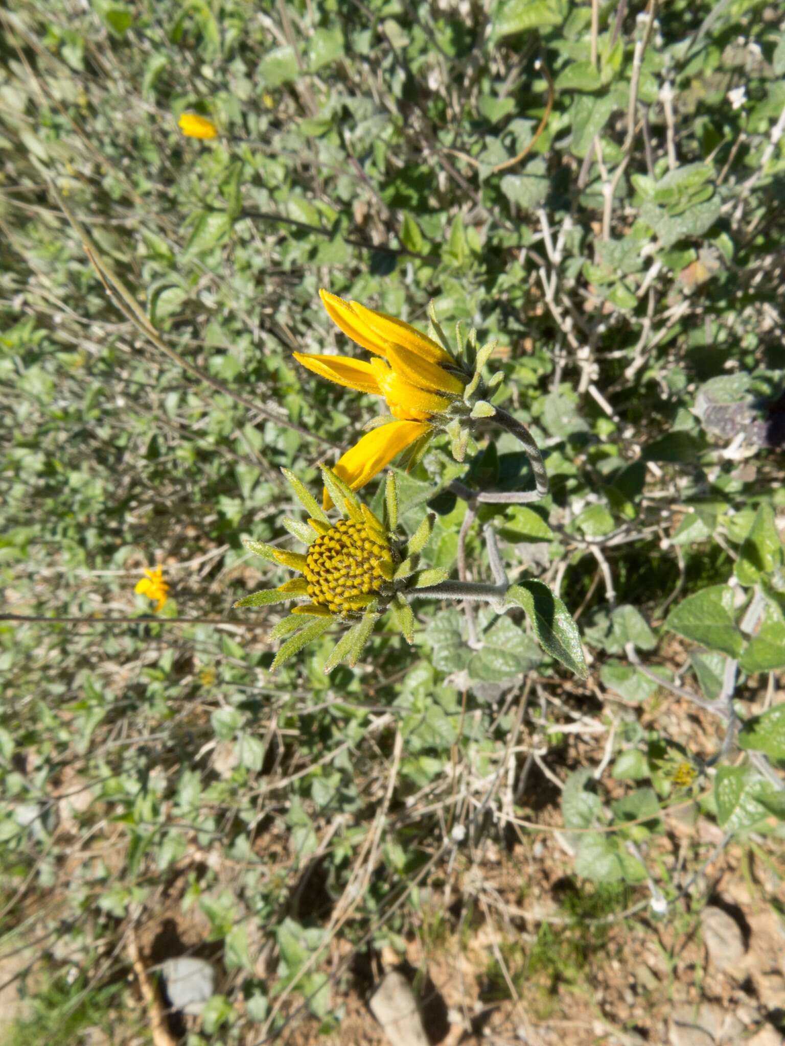 صورة Bahiopsis parishii (Greene) E. E. Schilling & Panero