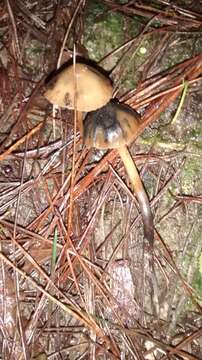 Image of Psilocybe aucklandiae Guzmán, C. C. King & Bandala 1991