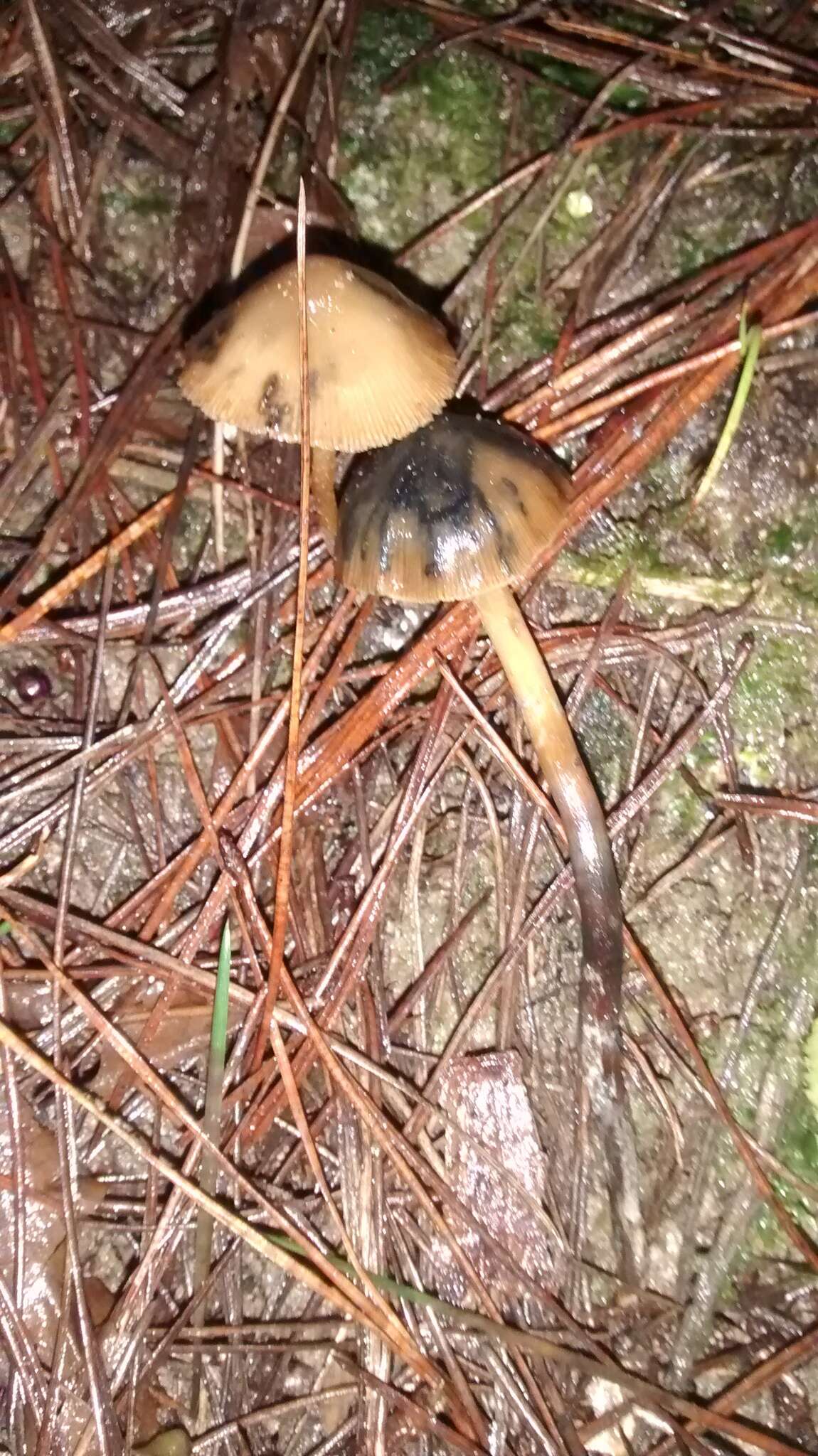 Image de Psilocybe aucklandiae Guzmán, C. C. King & Bandala 1991