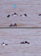 Image of Tufted Duck