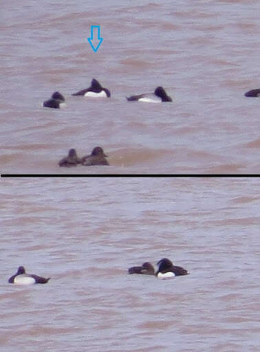 Image of Tufted Duck