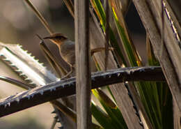Image of Buff-banded Thicketbird