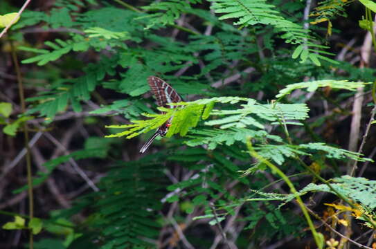 Image of Neographium