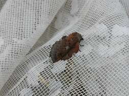 Image of Small Lappet Moth