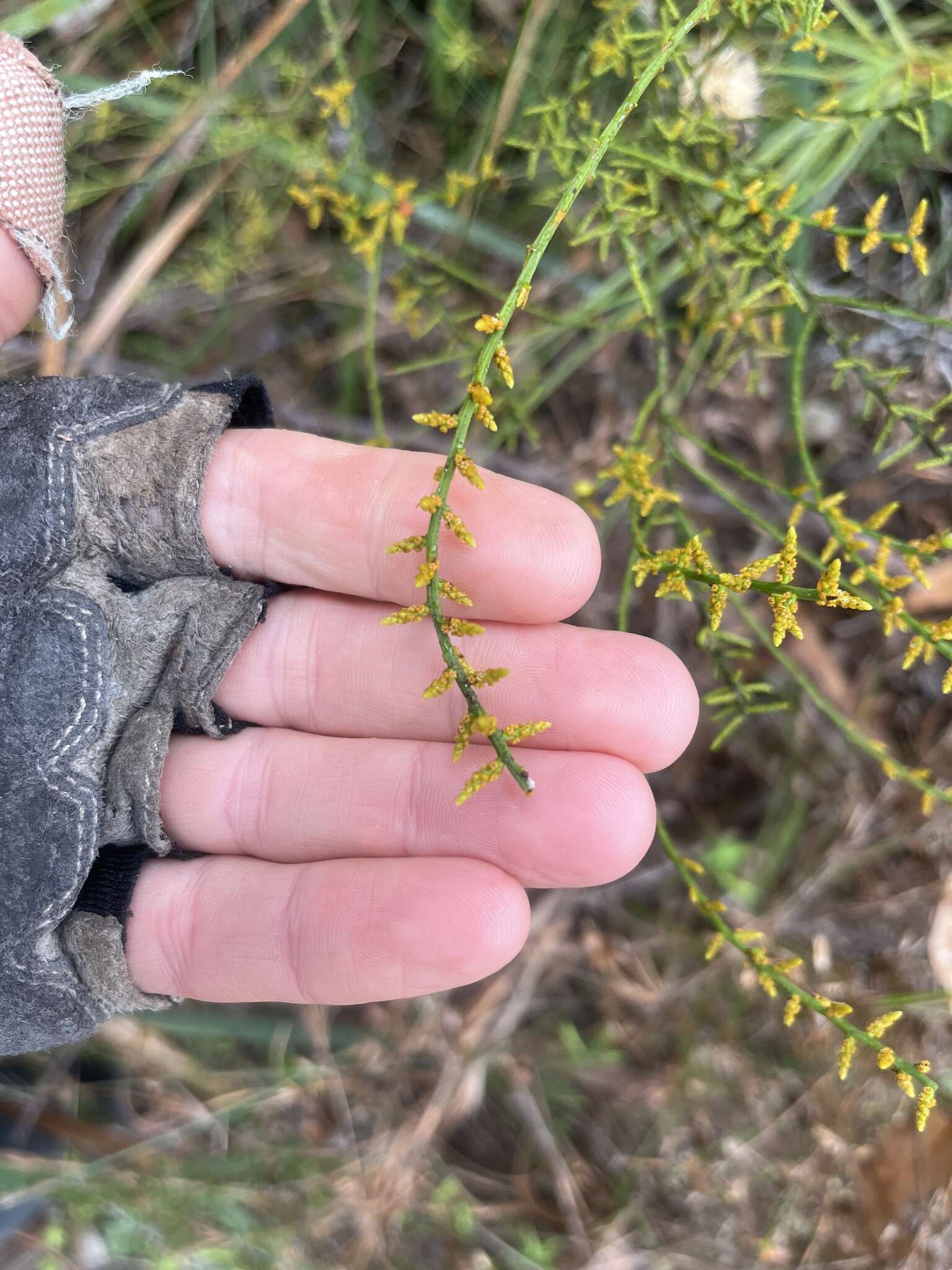 Image of Leptomeria scrobiculata R. Br.