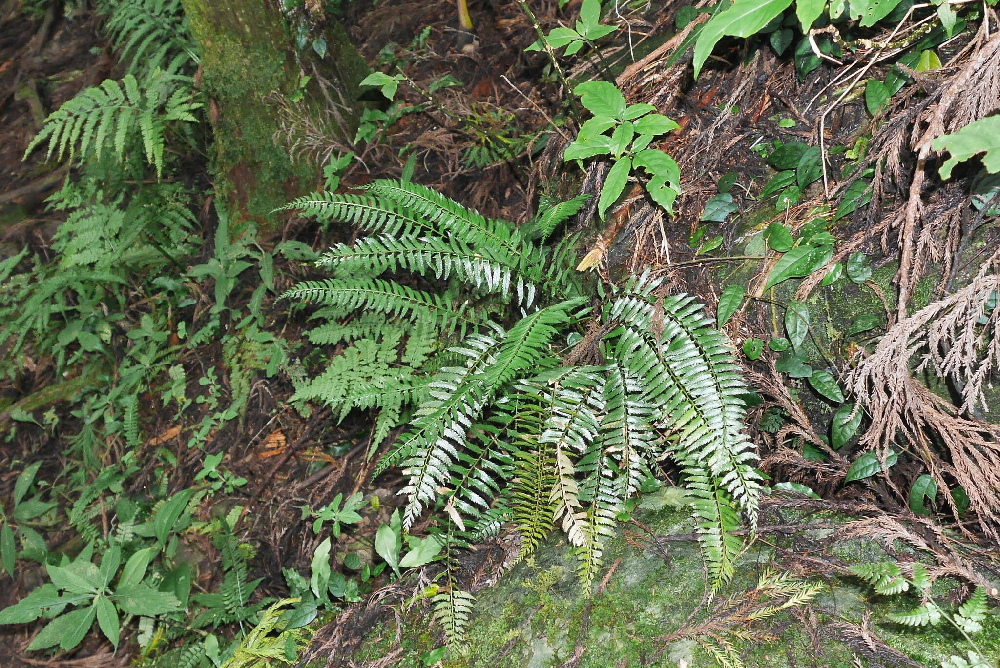 Polystichum formosanum Rosenst. resmi