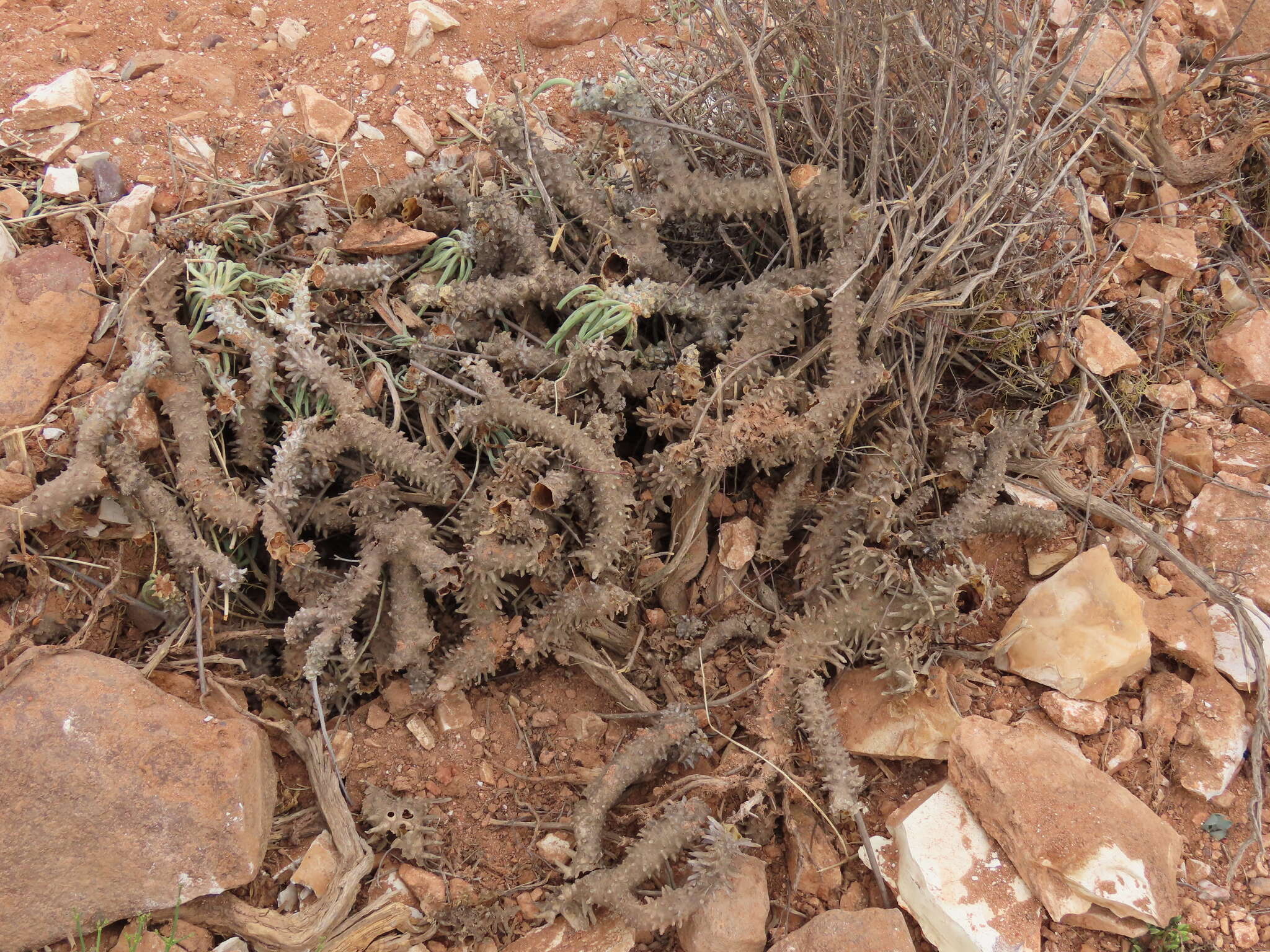 Imagem de Tylecodon wallichii subsp. ecklonianus (Harv.) H. Tölken