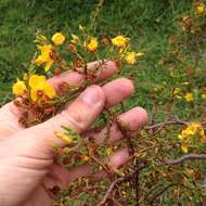 Image de Hypericum laricifolium Juss.