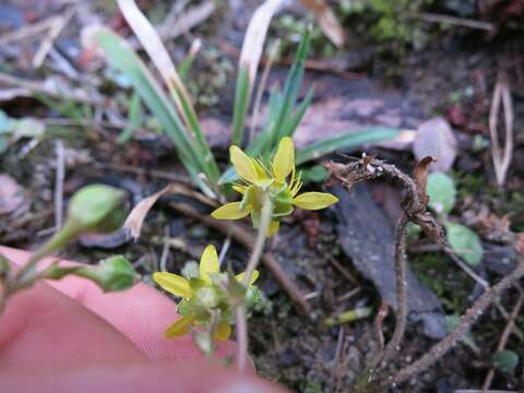 Image of Appalachian barren strawberry