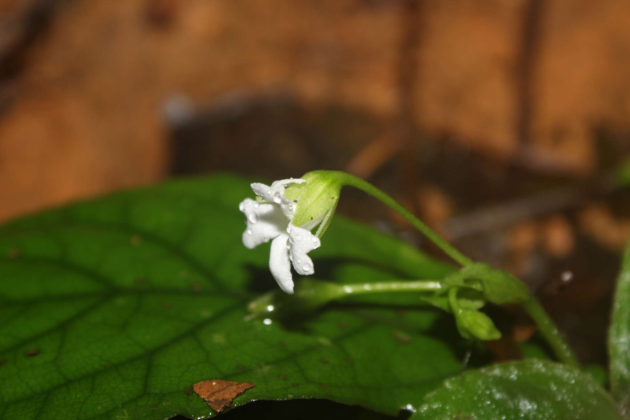 Imagem de Napeanthus macrostoma Leeuwenb.