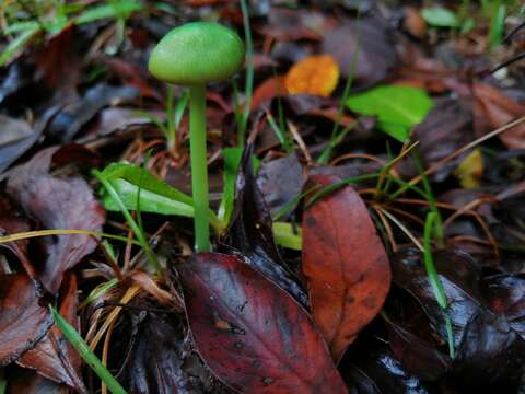 Imagem de Entoloma necopinatum E. Horak 1978