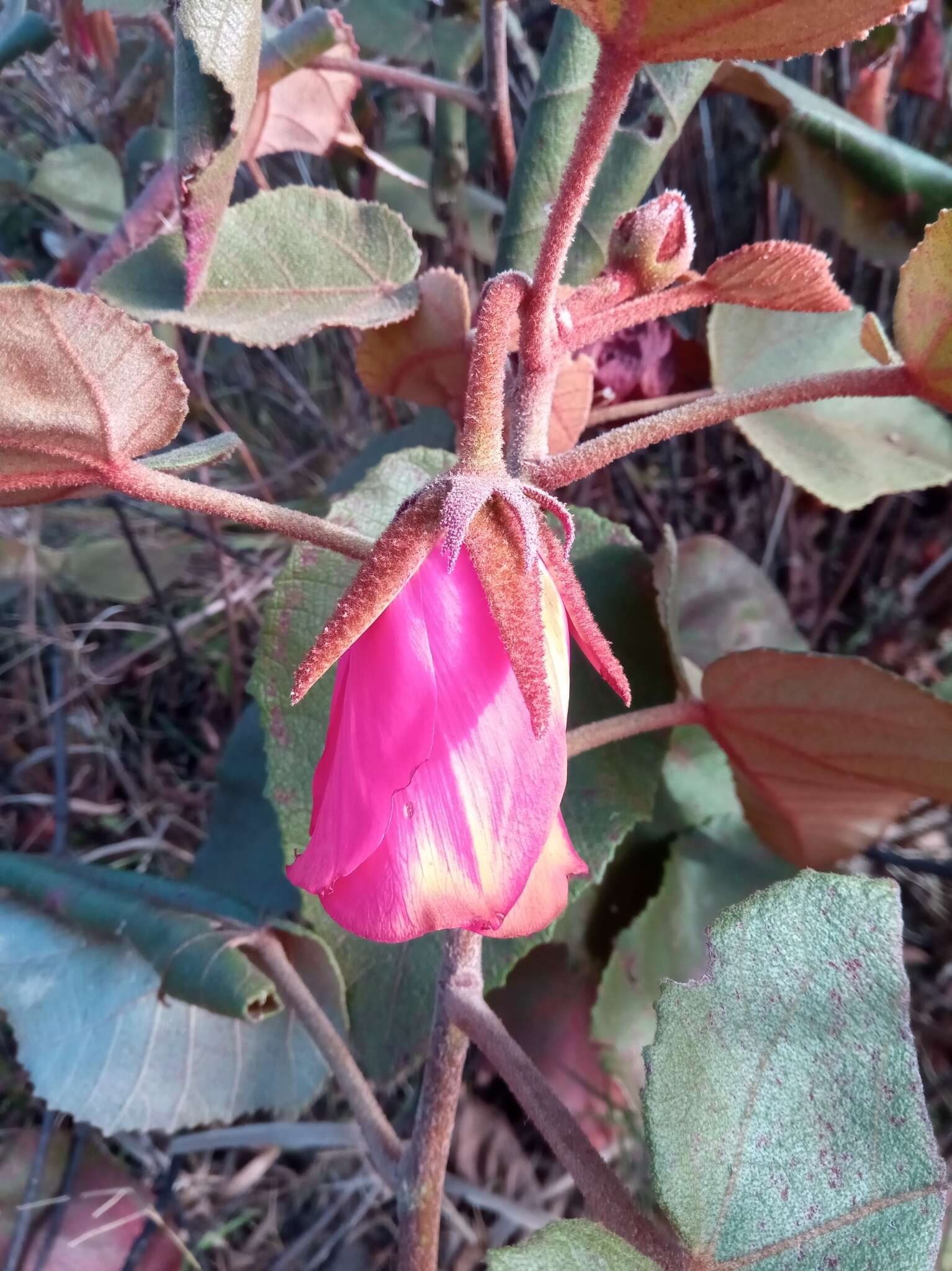 Image of Andringitra macrantha (Baker) Skema