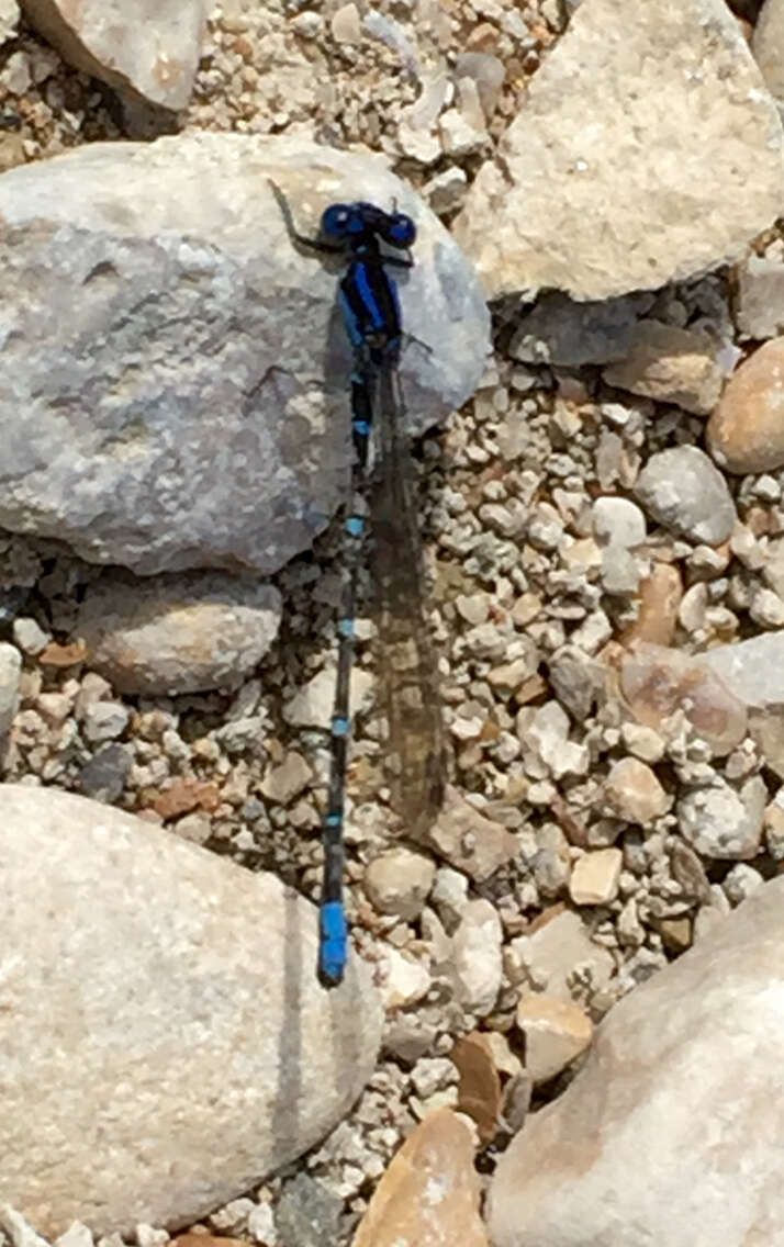 Image of Blue-ringed Dancer