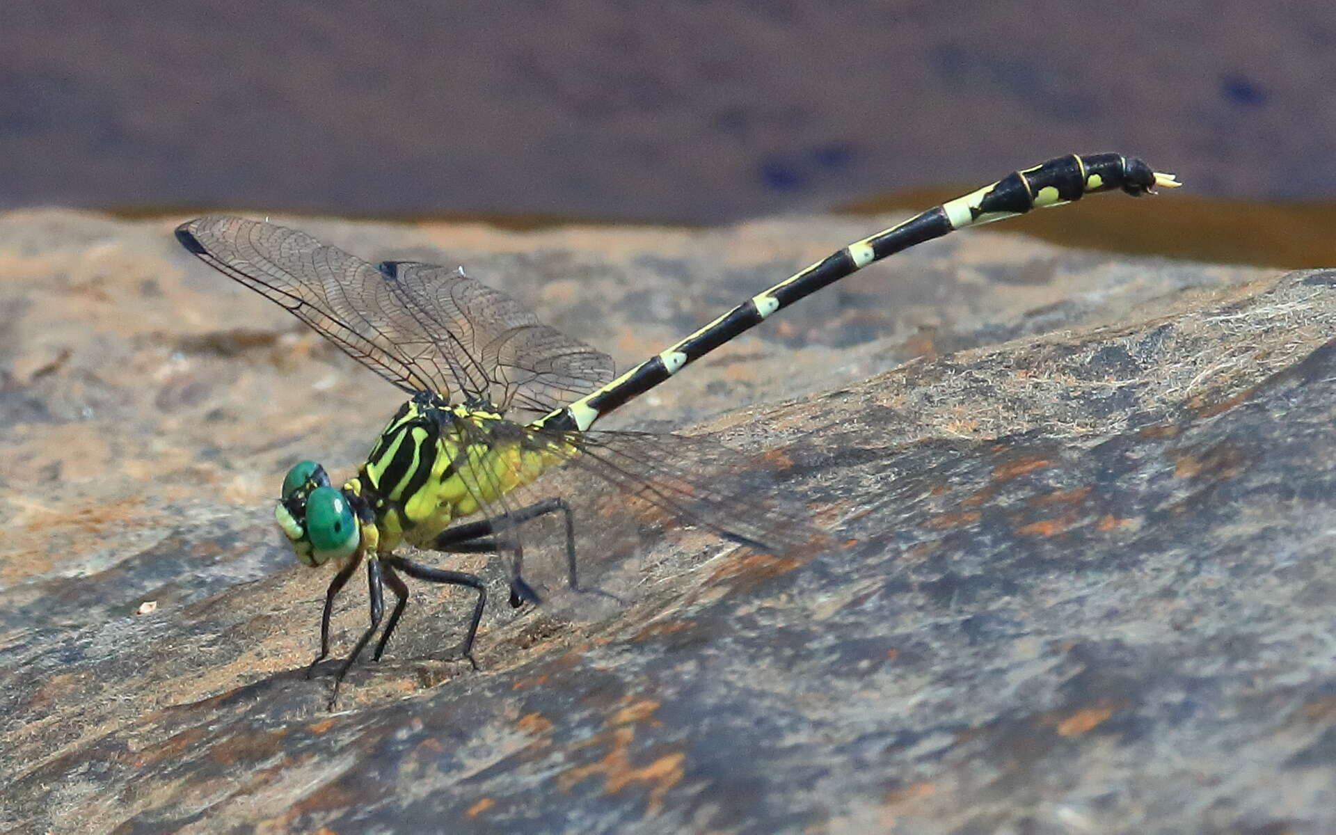 Imagem de Austrogomphus amphiclitus (Selys 1873)