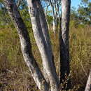 Eucalyptus tardecidens (L. A. S. Johnson & K. D. Hill) A. R. Bean resmi