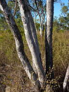 Eucalyptus tardecidens (L. A. S. Johnson & K. D. Hill) A. R. Bean resmi