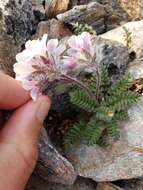 Image of Polemonium villosissimum (Hultén) D. F. Murray & Elven