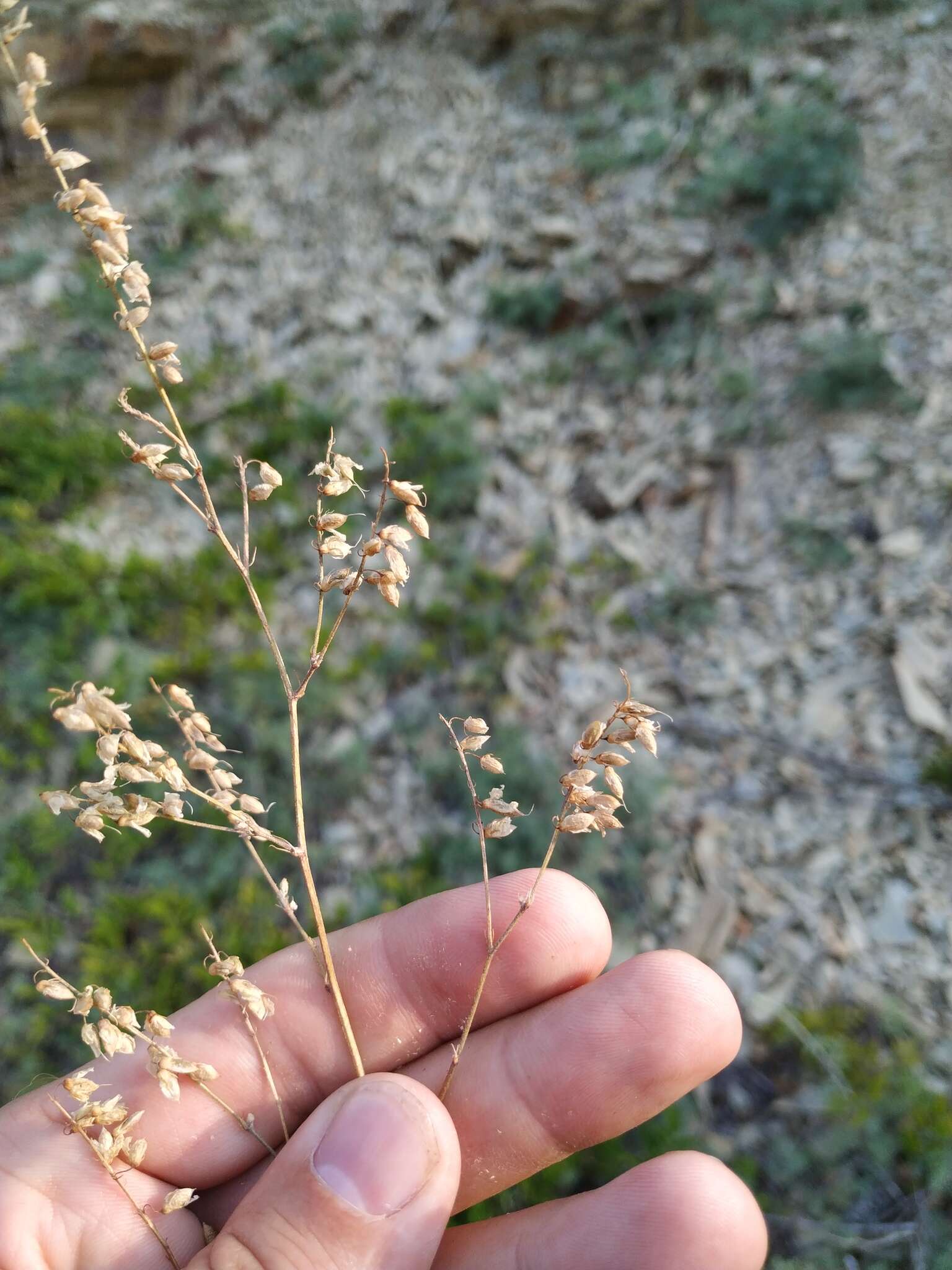 Imagem de Melilotus hirsutus Lipsky