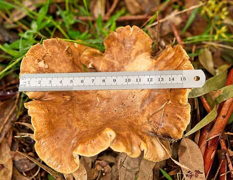 Clitocybe eucalyptorum Cleland 1931 resmi