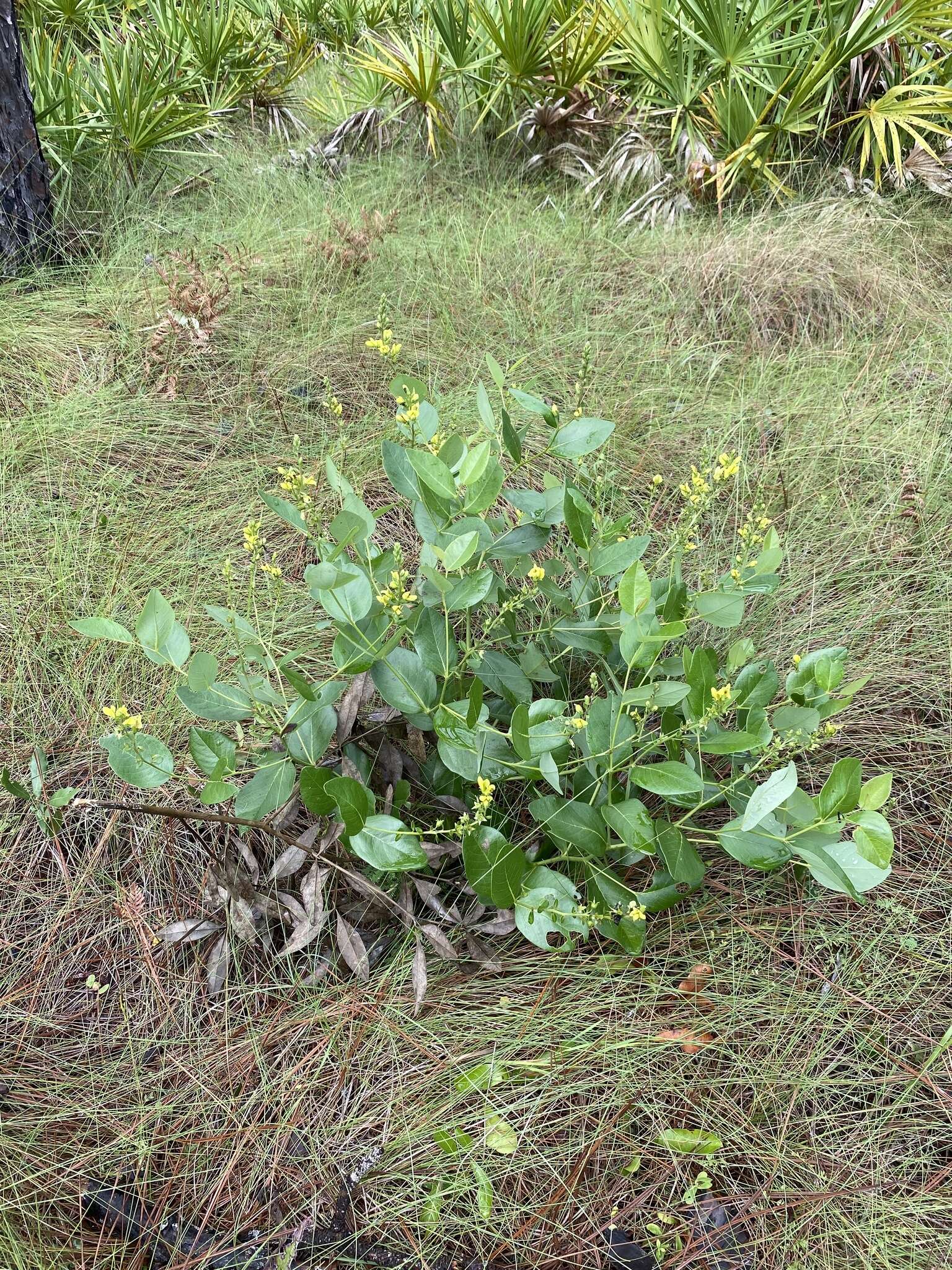 Слика од Baptisia simplicifolia Croom