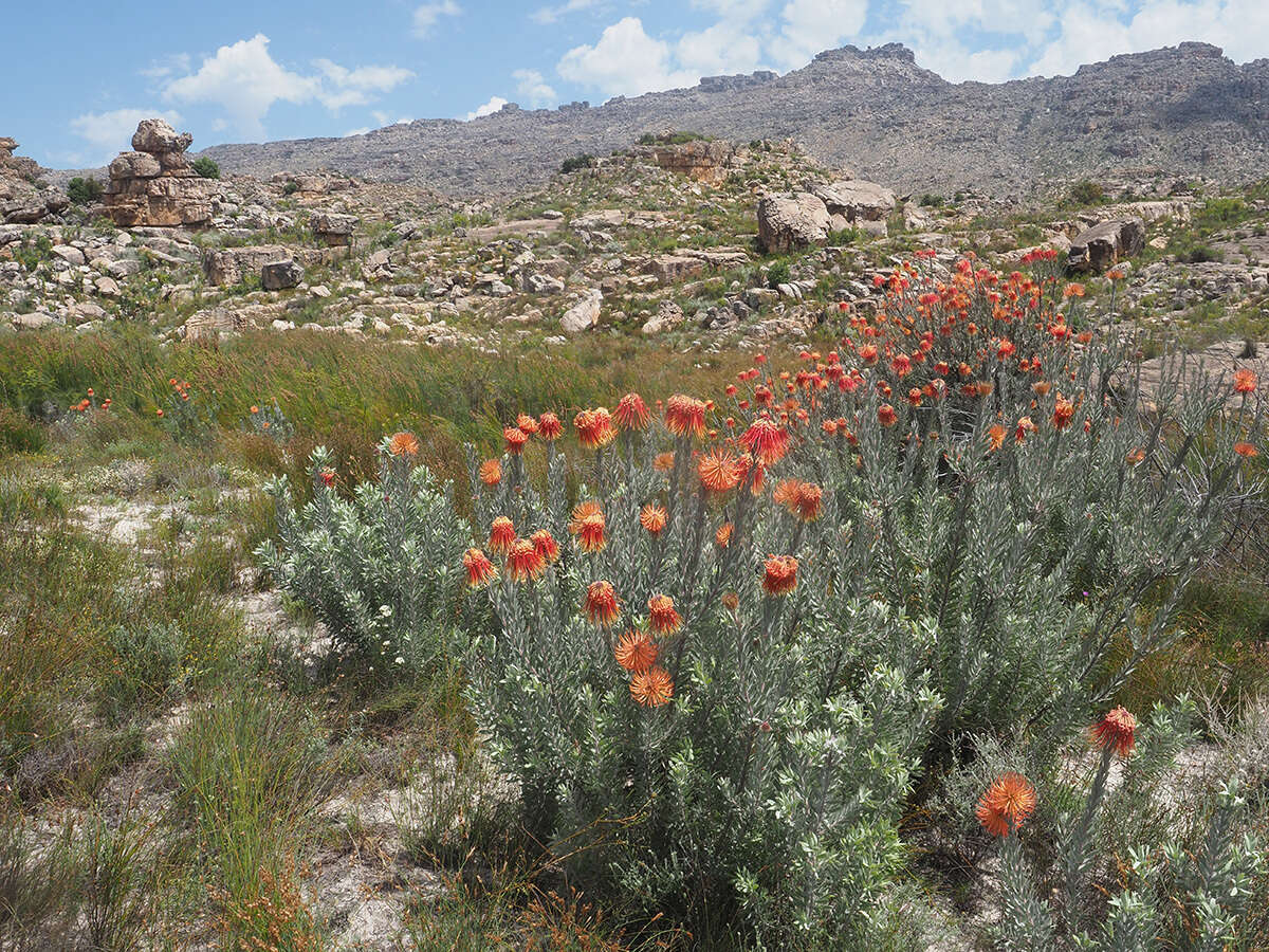 Sivun Leucospermum reflexum Buek ex Meissn. kuva