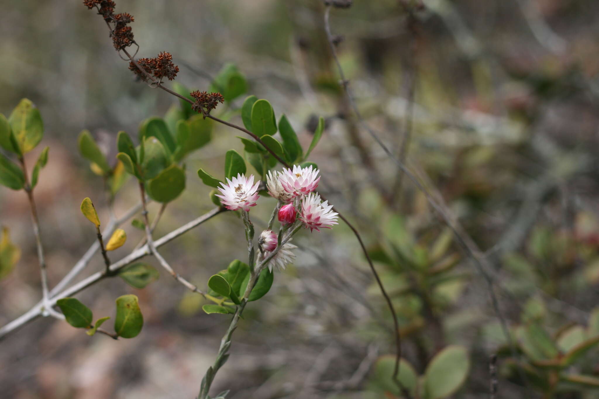 Image of Achyranthemum affine (Less.) N. G. Bergh