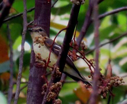 Image of Yellow-rumped Flycatcher