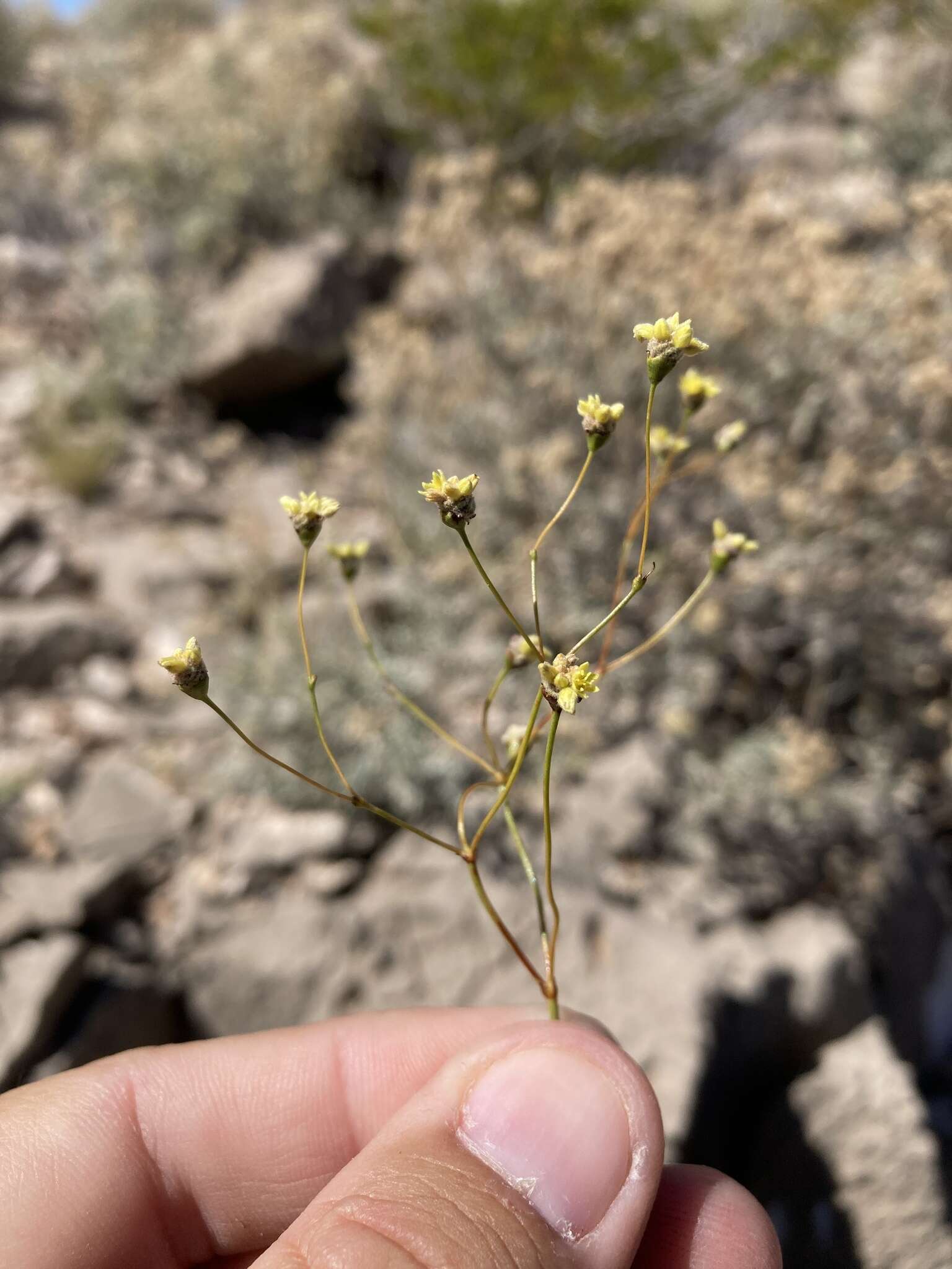 Image of Havard's buckwheat